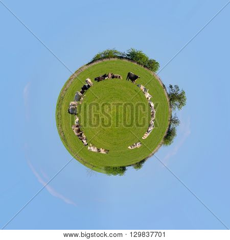 Herd Of Cows At Spring Green Field