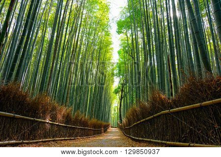 Beautiful scene in the Arashiyama bamboo forest with morning sunlight filtering through the stalks