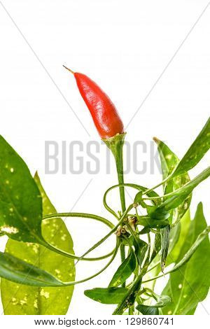 Red Hot Chili Peppers Cayenne, Serrano With Green Stem.