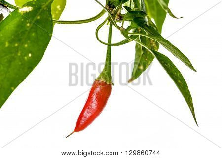 Red Hot Chili Peppers Cayenne, Serrano With Green Stem.