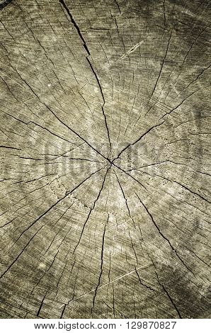 Old stump cracked. Gray abstract texture. Close-up.