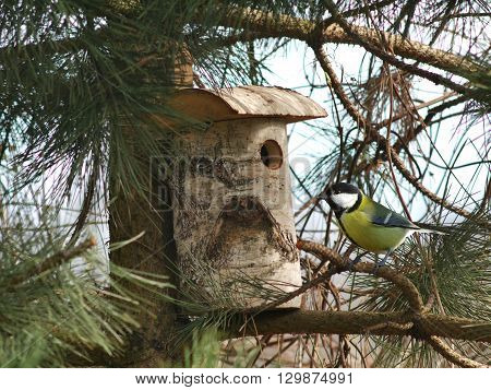 bird tit and birdhouse on tree background
