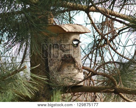 bird tit and birdhouse on tree background