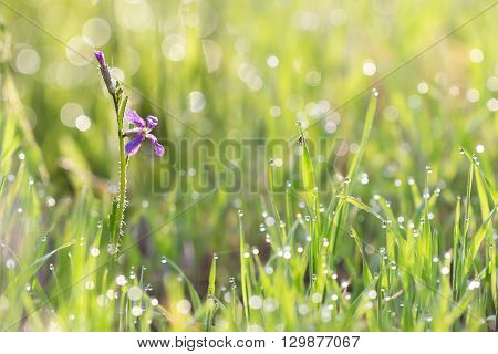 Purple wild flower (Chorispora tenella) and little spider in grass with droplets of dew in the morning sun for create a charming picture