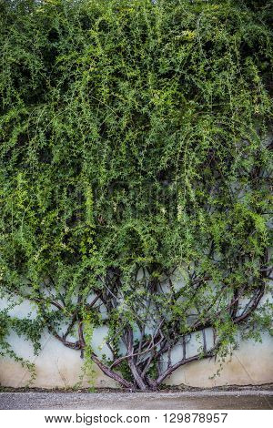 Old climbing tree, creeper ivy tree 
