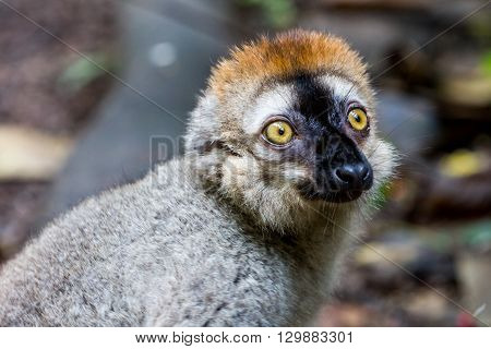 View Of A Lemur In A Zoo