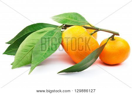Branch with tangerines and leaves isolated on the white background with clipping path