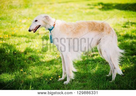 White Gazehound Hunting Dog Staying Outdoor In Summer Meadow Green Grass.