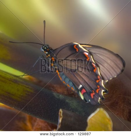 Borboleta laranja marrom