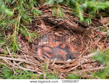 Northern Cardinal nest in a Cedar tree with tiny hatchlings