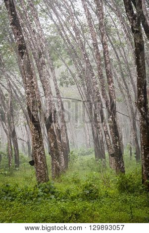 View on caoutchouc tree forest plantation, Malaysia