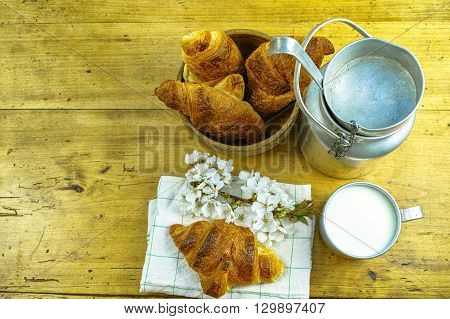 Aluminum milk can with organic milk and fresh baked croissants in the green spring garden