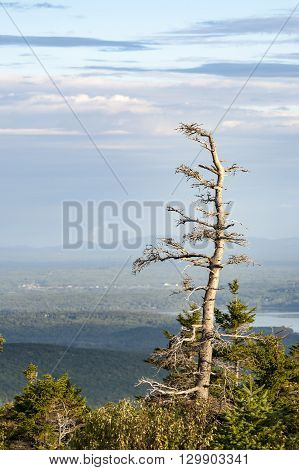 Scraggly pine tree against hazy Cadillac Mountain vista