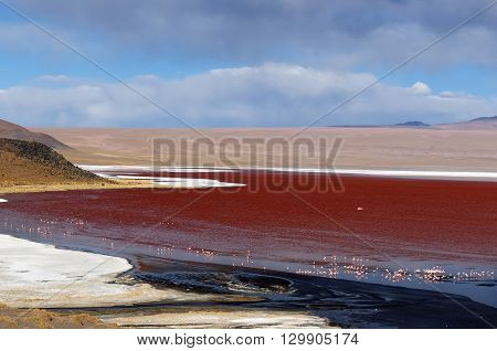 South America - Bolivia. The surreal landscape is nearly treeless punctuated by gentle hills and volcanoes near Chilean border. The picture present lagoon Colorada