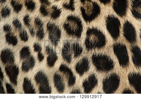 Persian leopard (Panthera pardus saxicolor), also known as the Caucasian leopard. Fur texture. Wild life animal. 