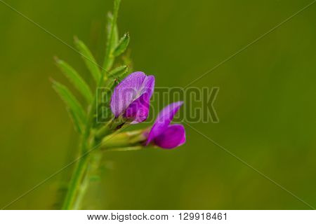 Close up photo of Common Vetch (Vicia sativa)