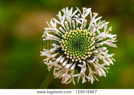 A white wild flowerin full blooom during spring