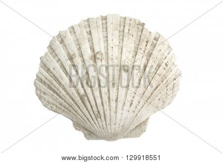 Scallop shell isolated on white background
