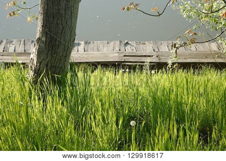 Grassblades closeup on a lakeside