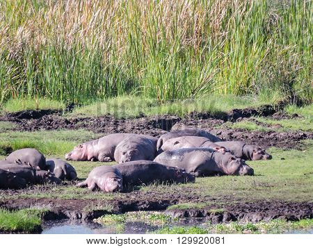 Hippos sunning next to a pond in the Ngorongoro Crater.