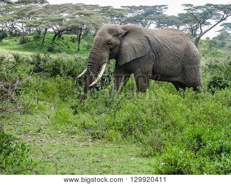 An elephant walking through the brush on the Serengeti.