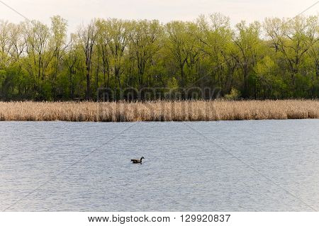 Wetland landscape during the spring in Minnesota