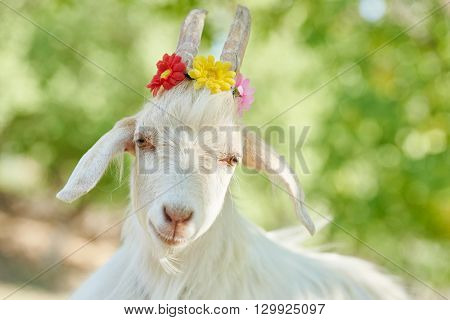 white goat with flowers