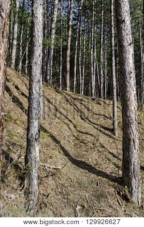 Springtime  landscape in the Lozen mountain white pine forest, Pancharevo, Bulgaria