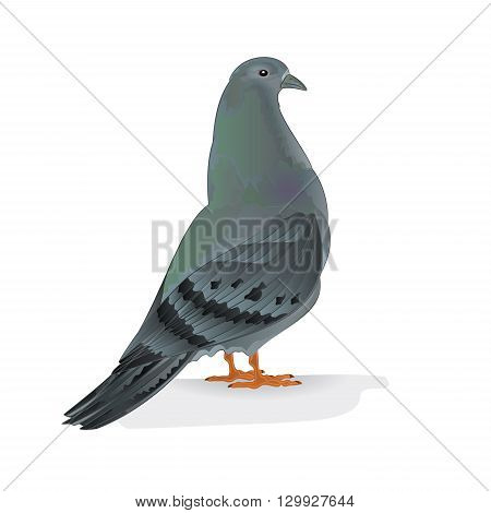 Carrier pigeon domestic breed sports bird vector illustration