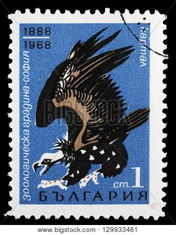 ZAGREB, CROATIA - JUNE 25: a stamp printed in Bulgaria shows Cinereous Vulture(Aegypius monachus), 80 years zoo of Sofia, circa 1968, on June 25, 2014, Zagreb, Croatia