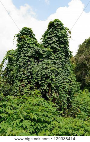 Tropical jungle on the Tioman island, Malaysia