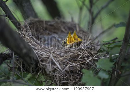 Bird's Nest With Chicks In A Tree.