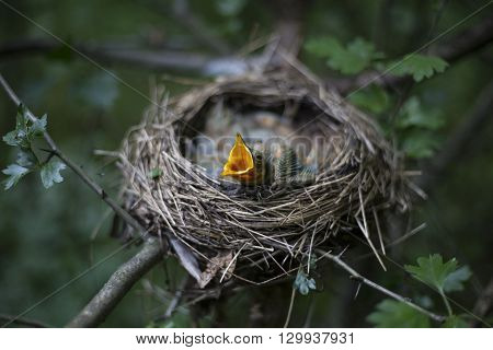 Bird's Nest With Chicks In A Tree.