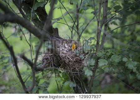 Bird's Nest With Chicks In A Tree.