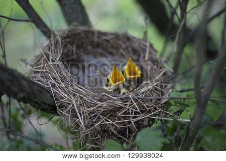 Bird's Nest With Chicks In A Tree.