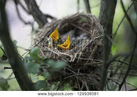 Bird's Nest With Chicks In A Tree.