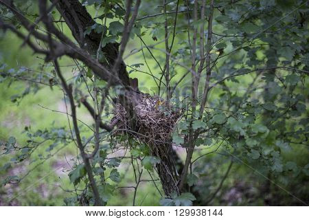 Bird's Nest With Chicks In A Tree.