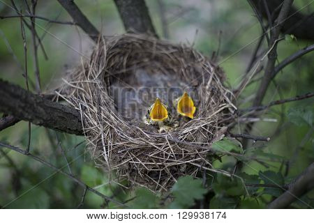 Bird's Nest With Chicks In A Tree.