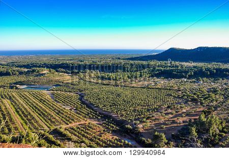 Aerial View Of Olive Groves In Mont-roig Del Camp (spain).