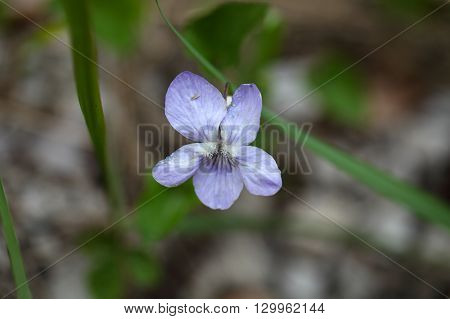 Flower of the common dog-violet Viola riviniana