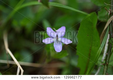 Flower of the common dog-violet Viola riviniana