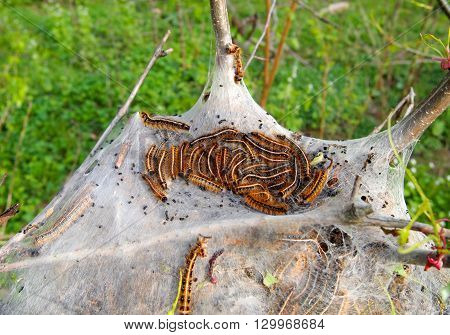 A tent nest full of Eastern Tent Caterpillars nestled in the crook of a tree in the woods.