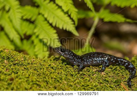 A Blue-spotted Salamander crawling over a bed of moss.