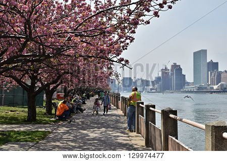 NEW YORK CITY - APRIL 22, 2016: Cherry Blossoms along sidewalk on Roosevelt Island