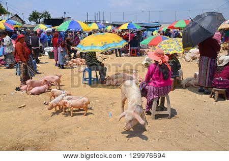 QUETZALTENANGO GUATEMALA april 28 2016 : People sale pigs in Quetzaltenango maket. This native market is the most colorful in Central America