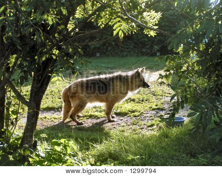 ehemaliger Wachhund 