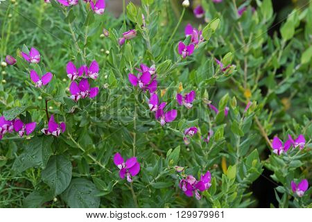 Closeup of Sweet Pea Shrub (Polygala dalmaisiana) in garden with purple violet flowers, grown in Australia, originally from South Africa