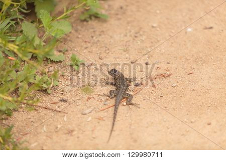 Brown common fence lizard, Sceloporus occidentalis, perches on the edge of a burrow in the sand at a marsh in California.