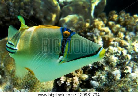 Picasso triggerfish (Rhinecanthus aculeatus) on the coral reef - Red Sea