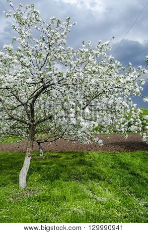apple-tree flowers on a clear sunny day